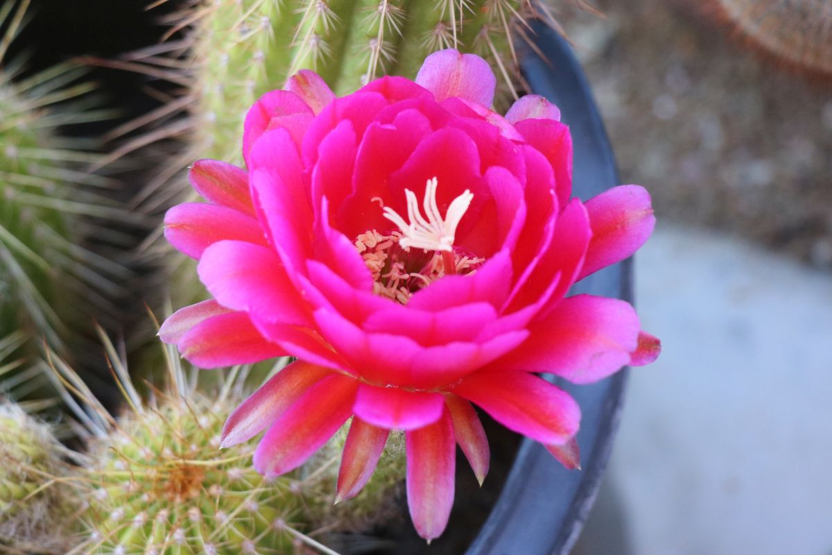 http://capnbob.us/blog/wp-content/uploads/2022/06/20220624-cherry-red-cactus-flower.jpg