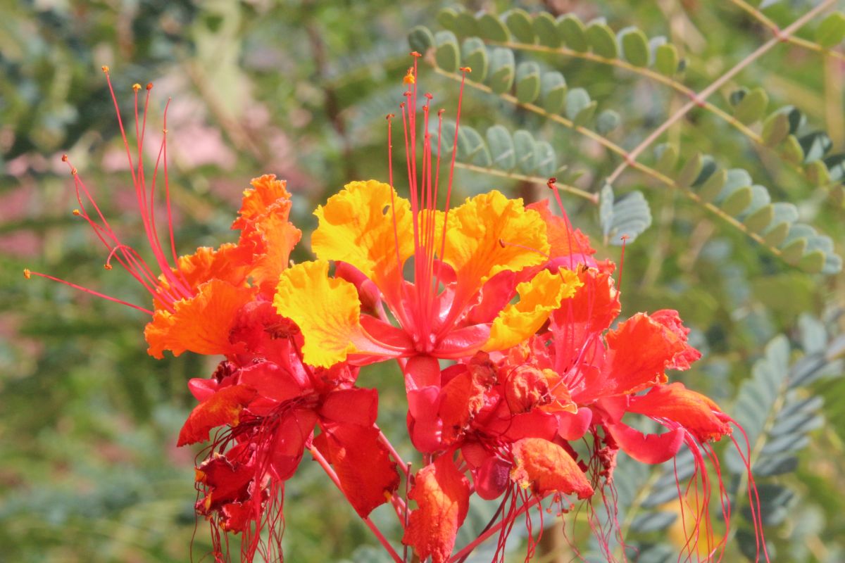 http://capnbob.us/blog/wp-content/uploads/2022/10/20221003-red-bird-flowers.jpg