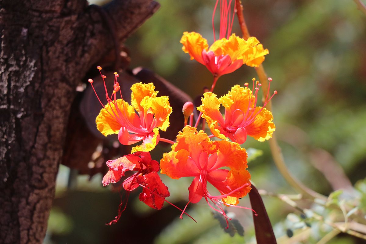 http://capnbob.us/blog/wp-content/uploads/2022/10/20221017-last-pride-of-barbados-flowers.jpg