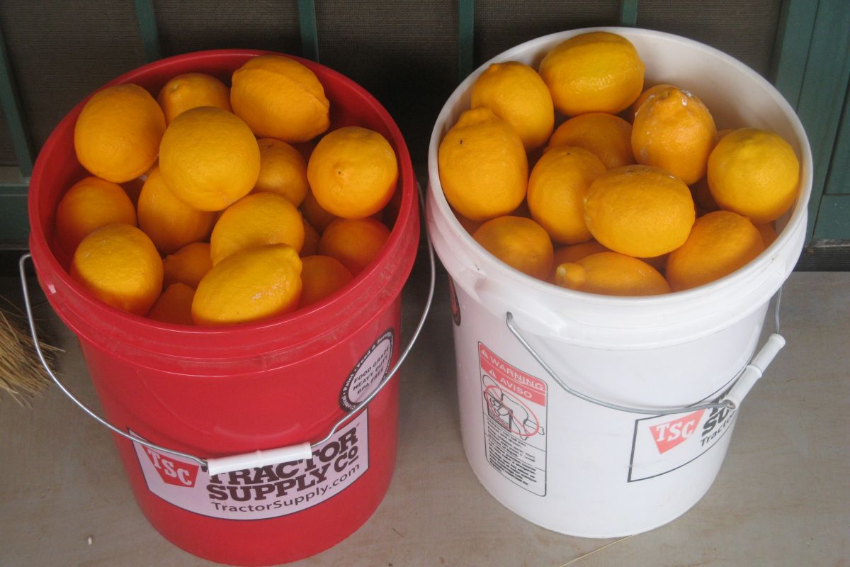 http://capnbob.us/blog/wp-content/uploads/2023/01/20230117-lemon-harvest.jpg