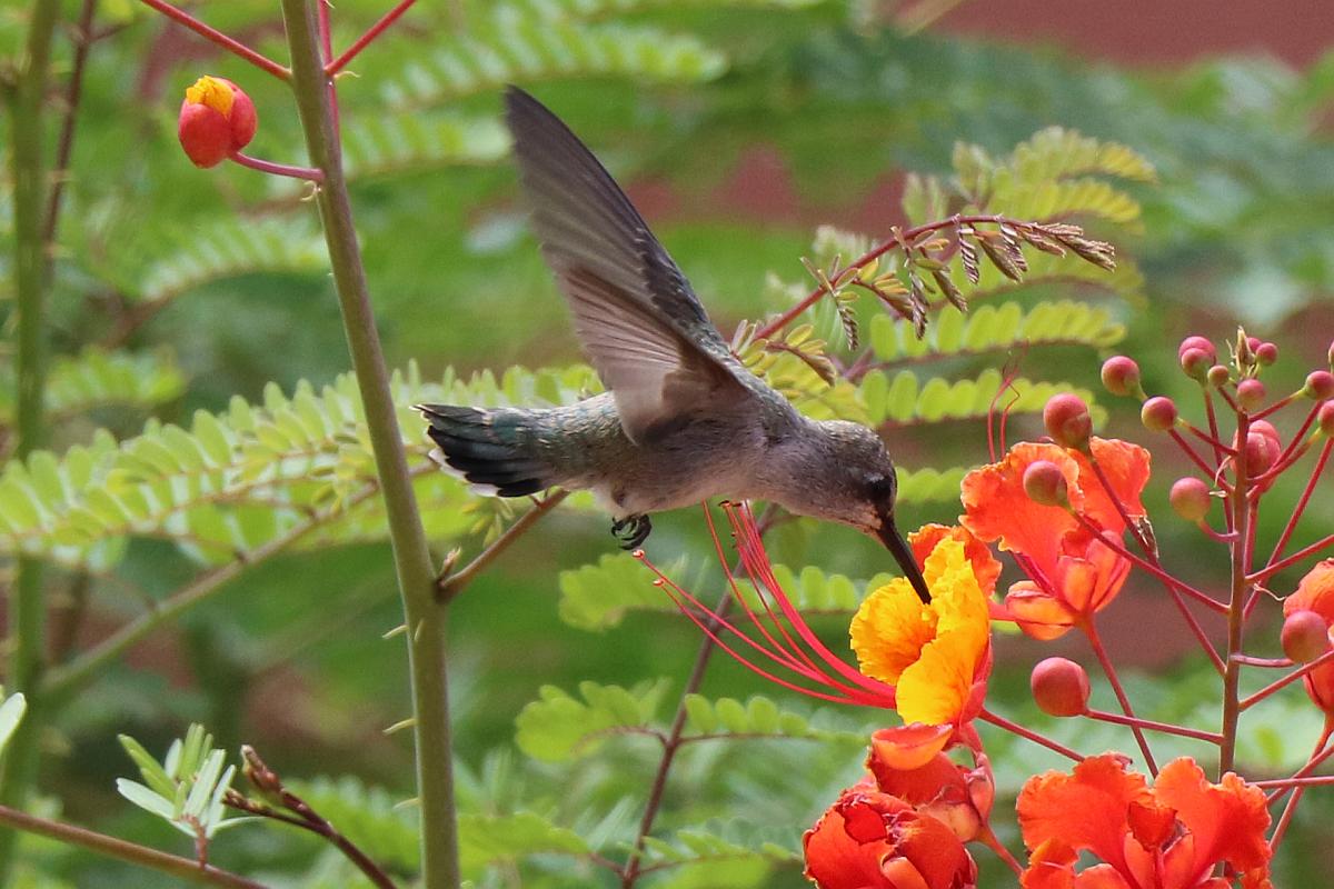 http://capnbob.us/blog/wp-content/uploads/2023/03/hummingbird-sipping-nectar.jpg