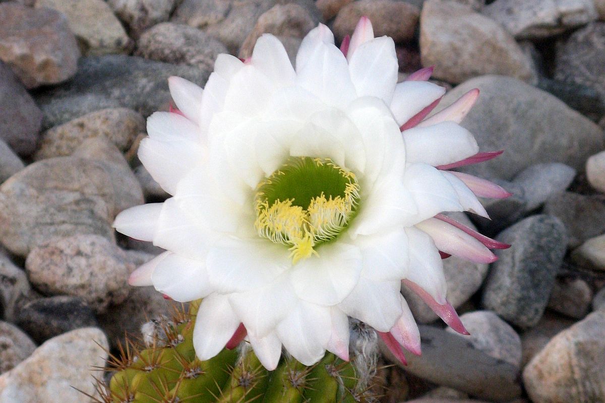http://capnbob.us/blog/wp-content/uploads/2023/04/20230402-argentine-giant-cactus-flower.jpg