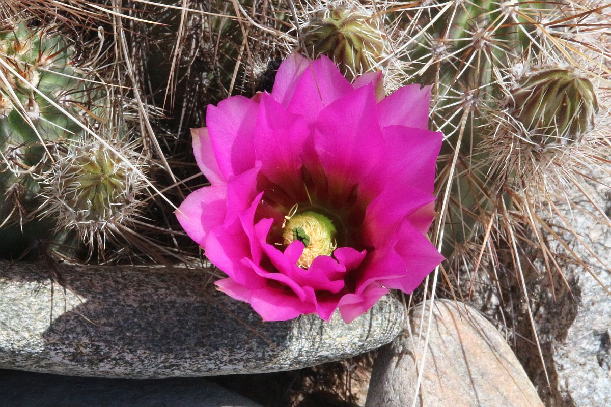 http://capnbob.us/blog/wp-content/uploads/2023/04/20230408-our-first-spring-hedgehog-cactus-flower.jpg