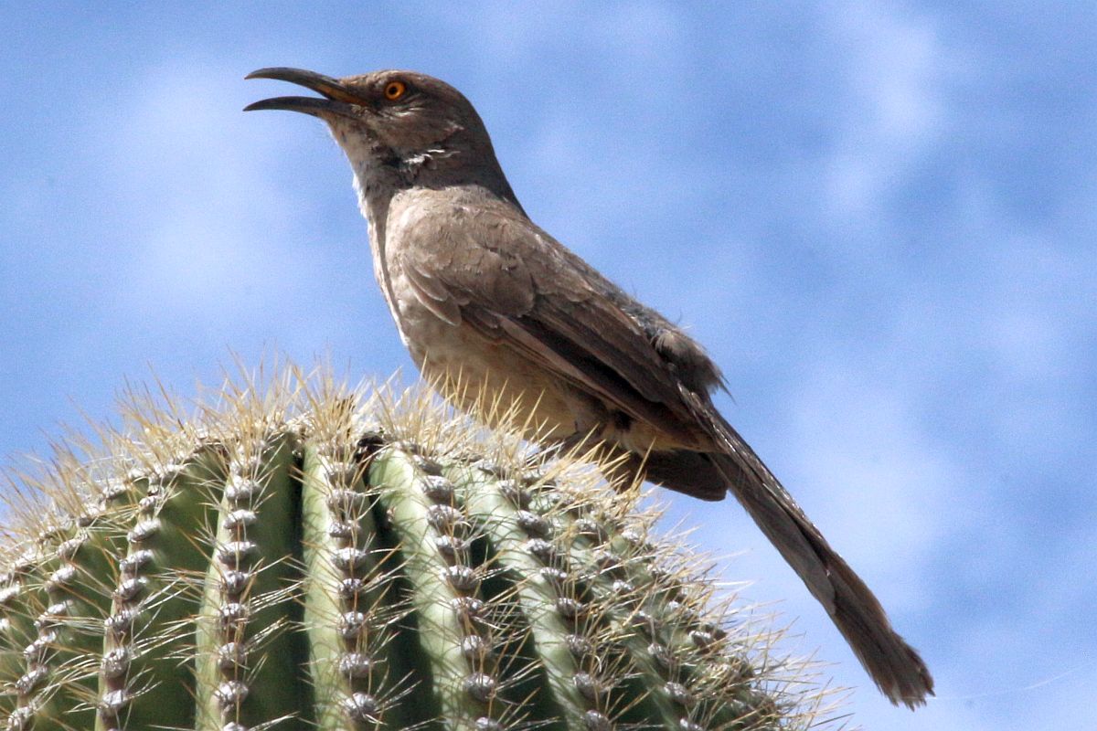 http://capnbob.us/blog/wp-content/uploads/2023/04/20230423-thrasher-on-saguaro.jpg