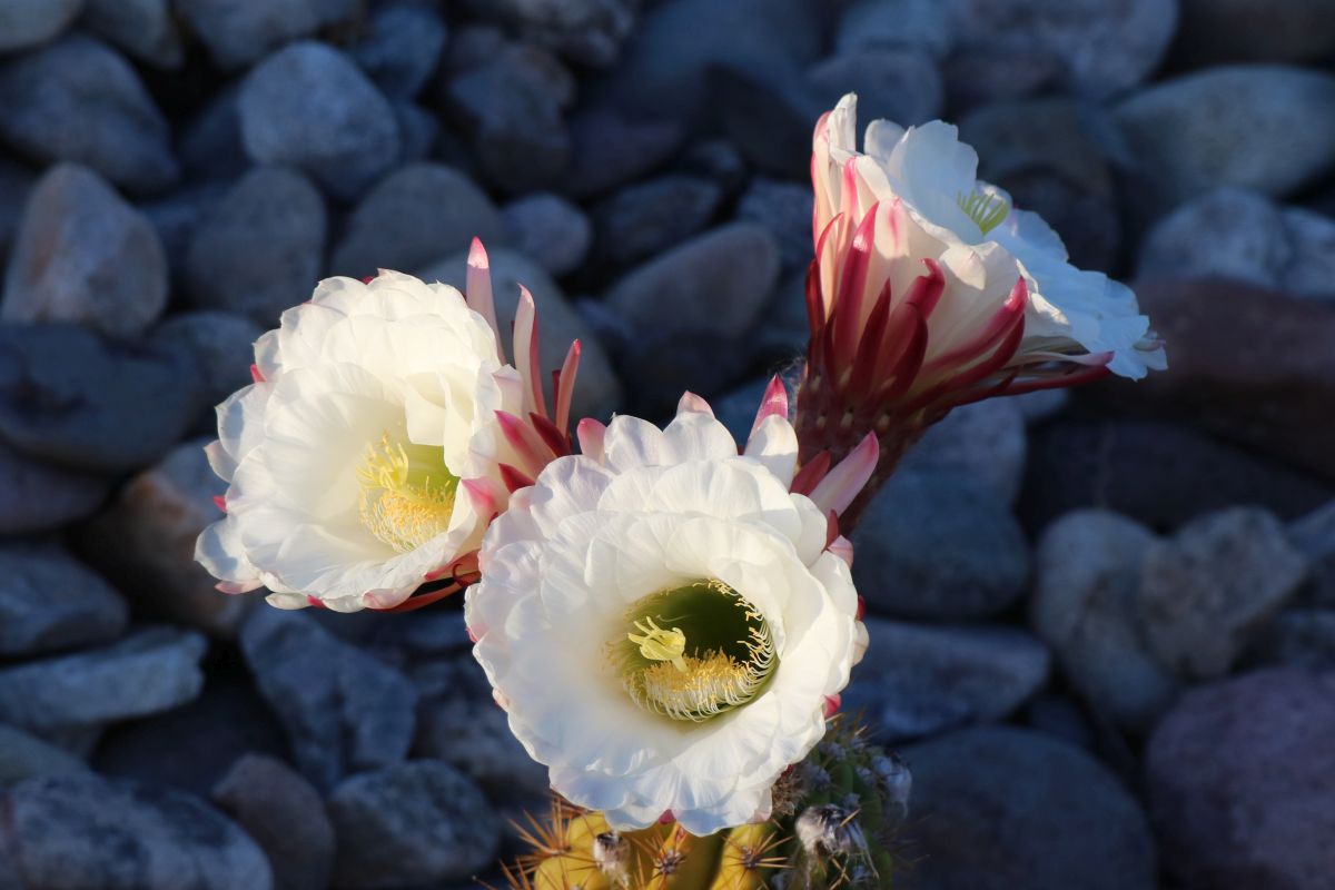 http://capnbob.us/blog/wp-content/uploads/2023/05/20230528-argentine-giant-flower-trio.jpg