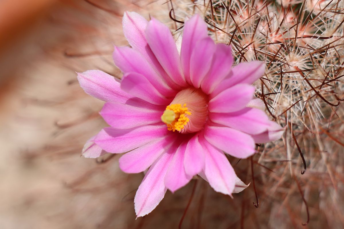 http://capnbob.us/blog/wp-content/uploads/2023/05/20230528-fish-hook-cactus-flower.jpg