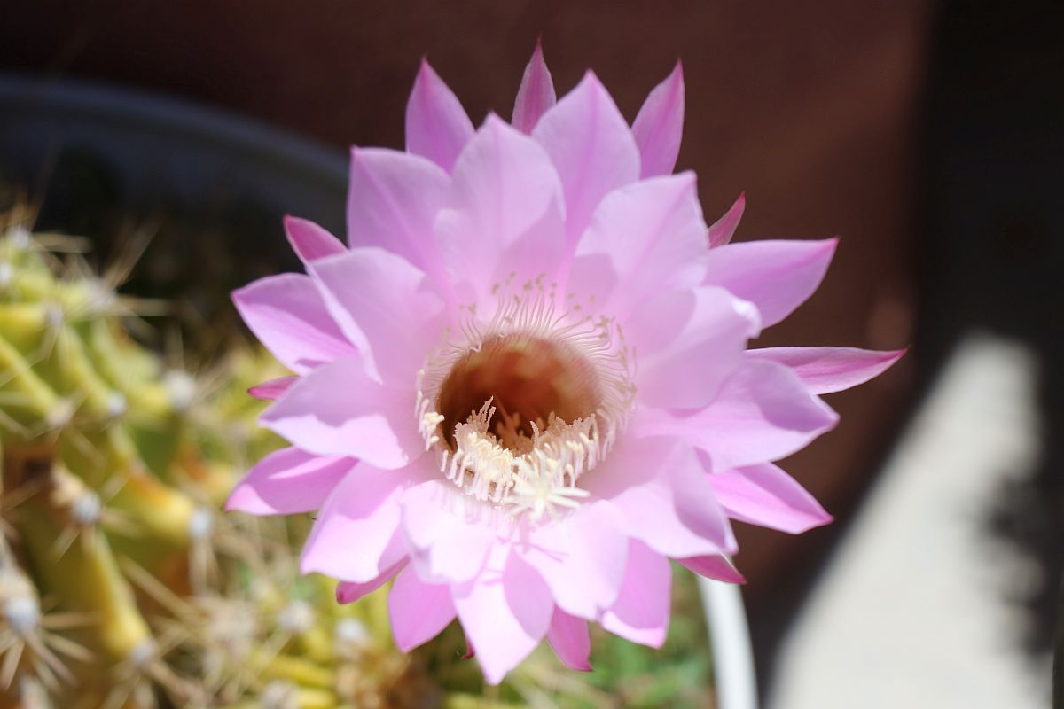 http://capnbob.us/blog/wp-content/uploads/2023/05/20230529-bb-cactus-flower.jpg