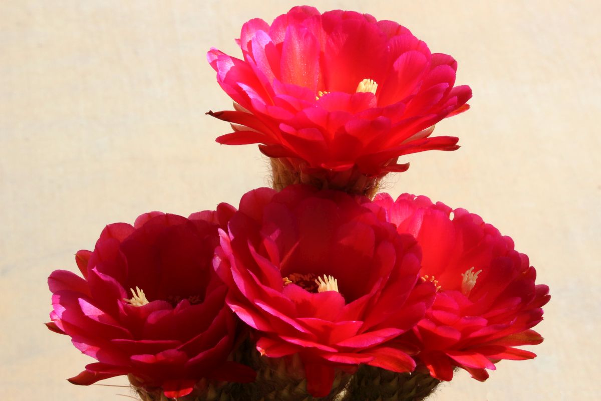 http://capnbob.us/blog/wp-content/uploads/2023/05/20230529-cherry-red-cactus-flower-cluster.jpg
