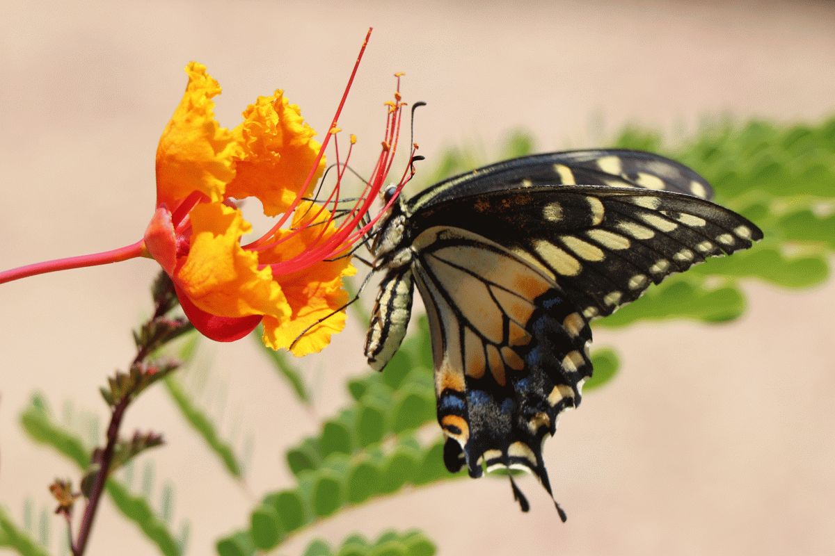 http://capnbob.us/blog/wp-content/uploads/2023/06/20230602-butterfly-on-red-bird-flower.jpg