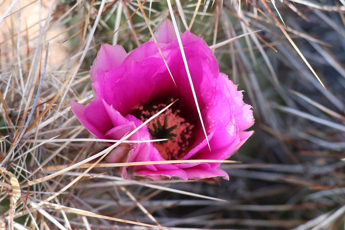 http://capnbob.us/blog/wp-content/uploads/2024/04/20240423-hedgehog-cactus-flower.jpg