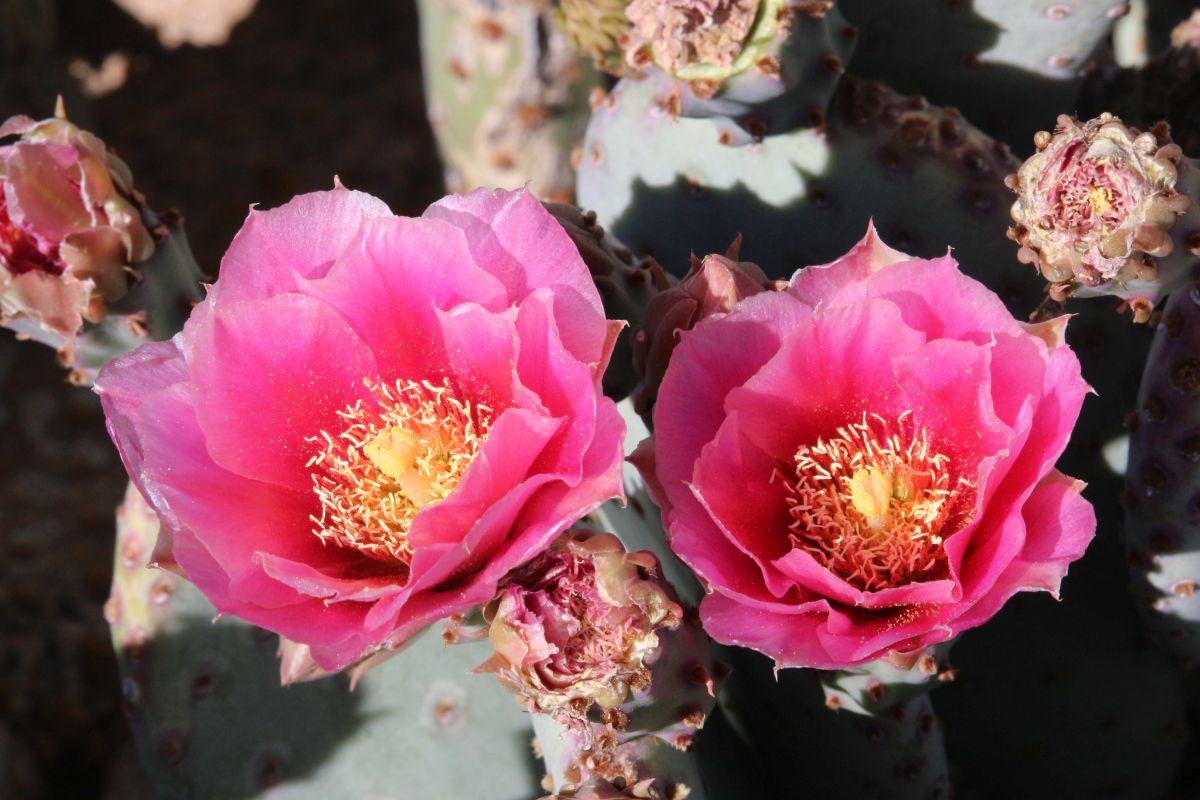 http://capnbob.us/blog/wp-content/uploads/2024/04/20240424-beavertail-cactus-flowers.jpg