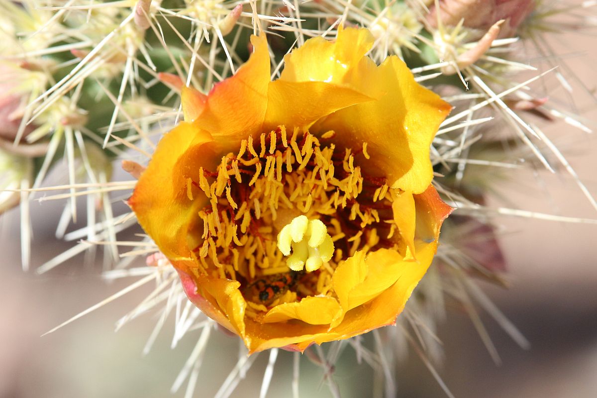 http://capnbob.us/blog/wp-content/uploads/2024/04/20240424-cholla-cactus-flower.jpg