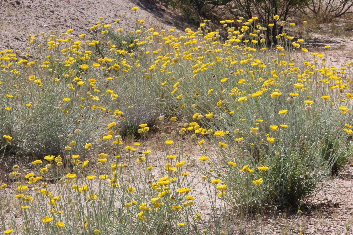 http://capnbob.us/blog/wp-content/uploads/2024/04/20240424-desert-marigold-wildflowers.jpg