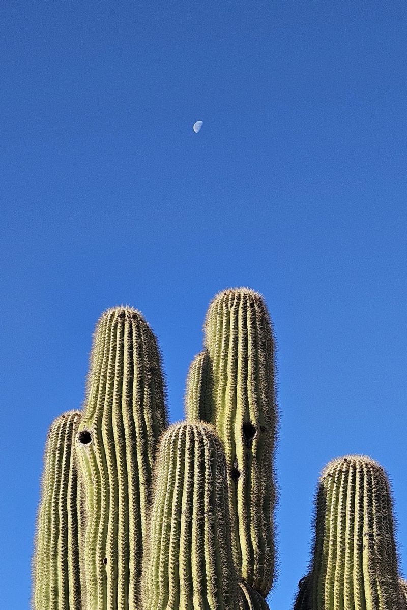 http://capnbob.us/blog/wp-content/uploads/2024/12/20241221-moon-over-saguaro.jpg