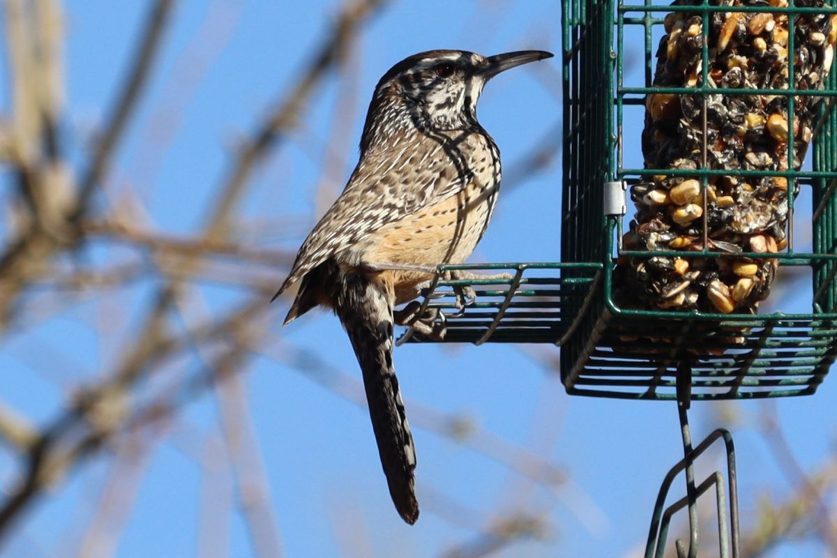 http://capnbob.us/blog/wp-content/uploads/2025/03/20250320-cactus-wren.jpg