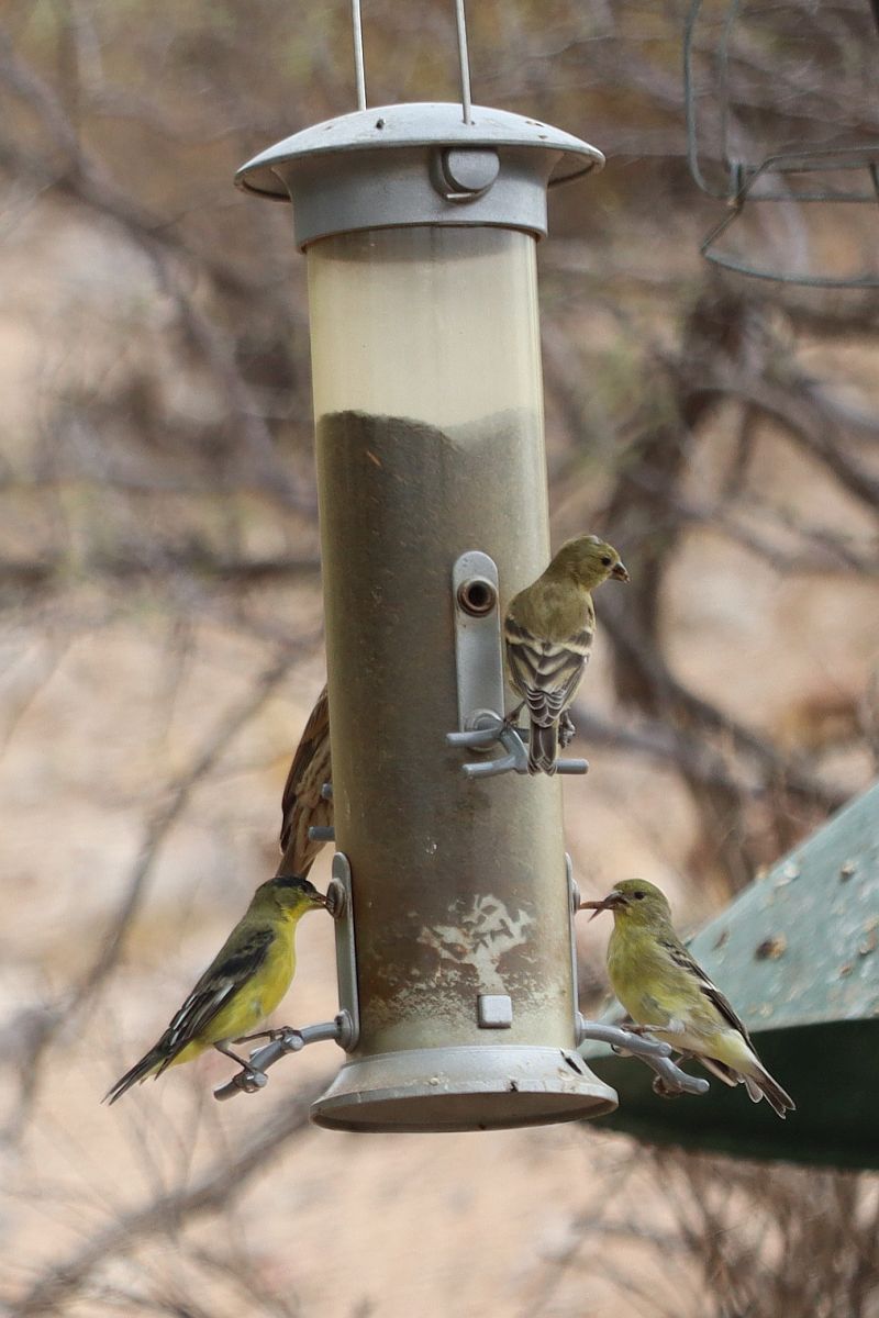 http://capnbob.us/blog/wp-content/uploads/2026/07/20260718-finch-feeder.jpg